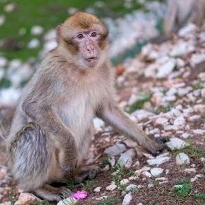 4 days desert tour Marrakech to Fes