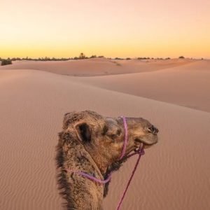 14 days Morocco tour