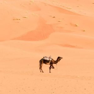 5 days Morocco desert tour