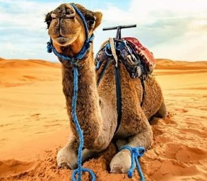 7 days desert tour from casablanca