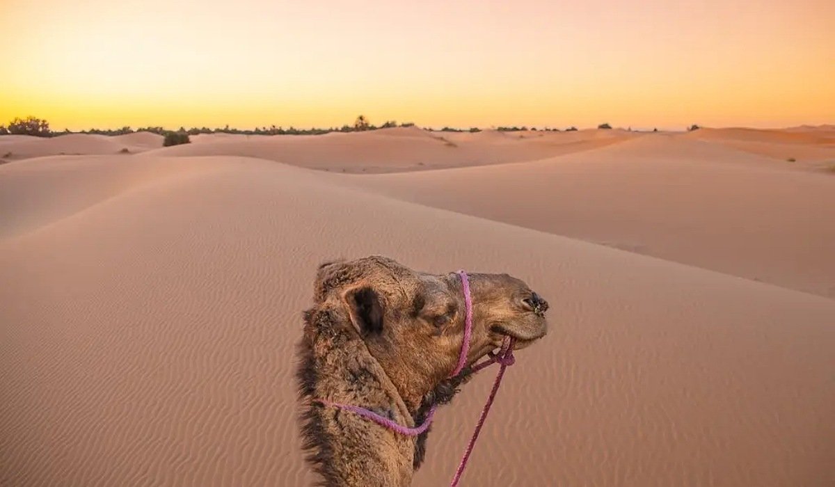 3-nights-camel-rides-in-sahara-desert 3 Nights in Merzouga desert