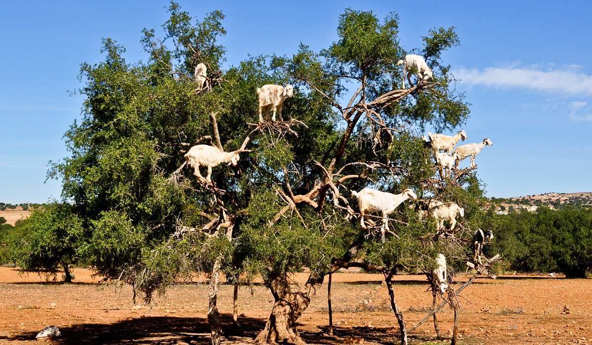 Argan-trees-day-tour-from-marrakesh Marrakech to Essaouira day trip