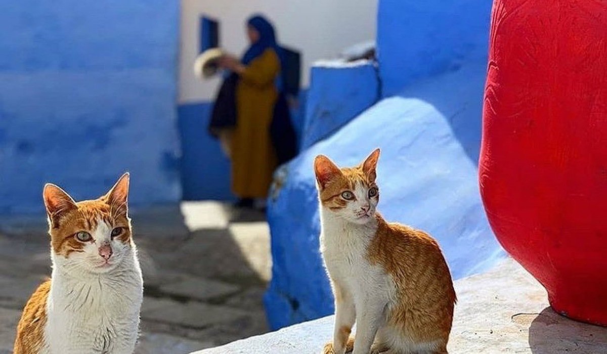 Chefchaouen-Morocco-destination Top Places in Morocco