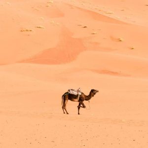 5 days Morocco desert tour
