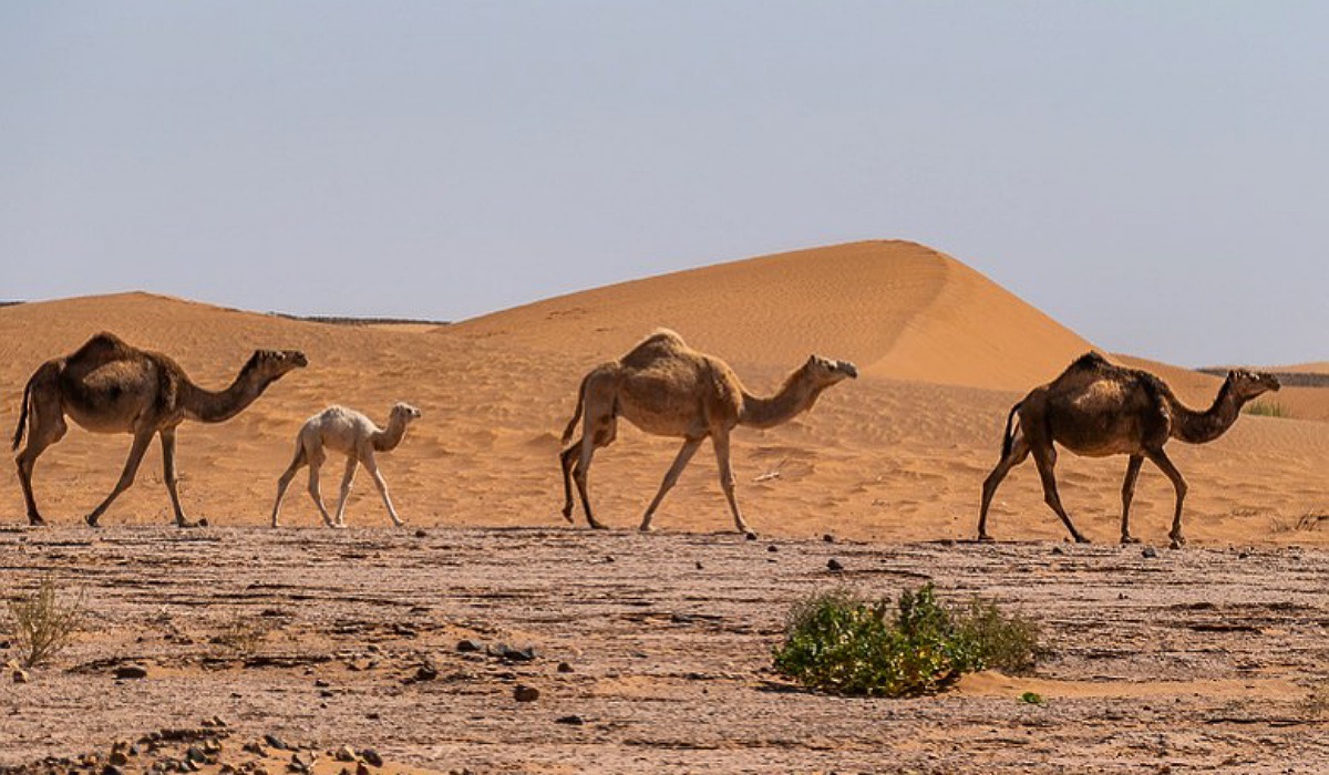 Zagora sahara desert